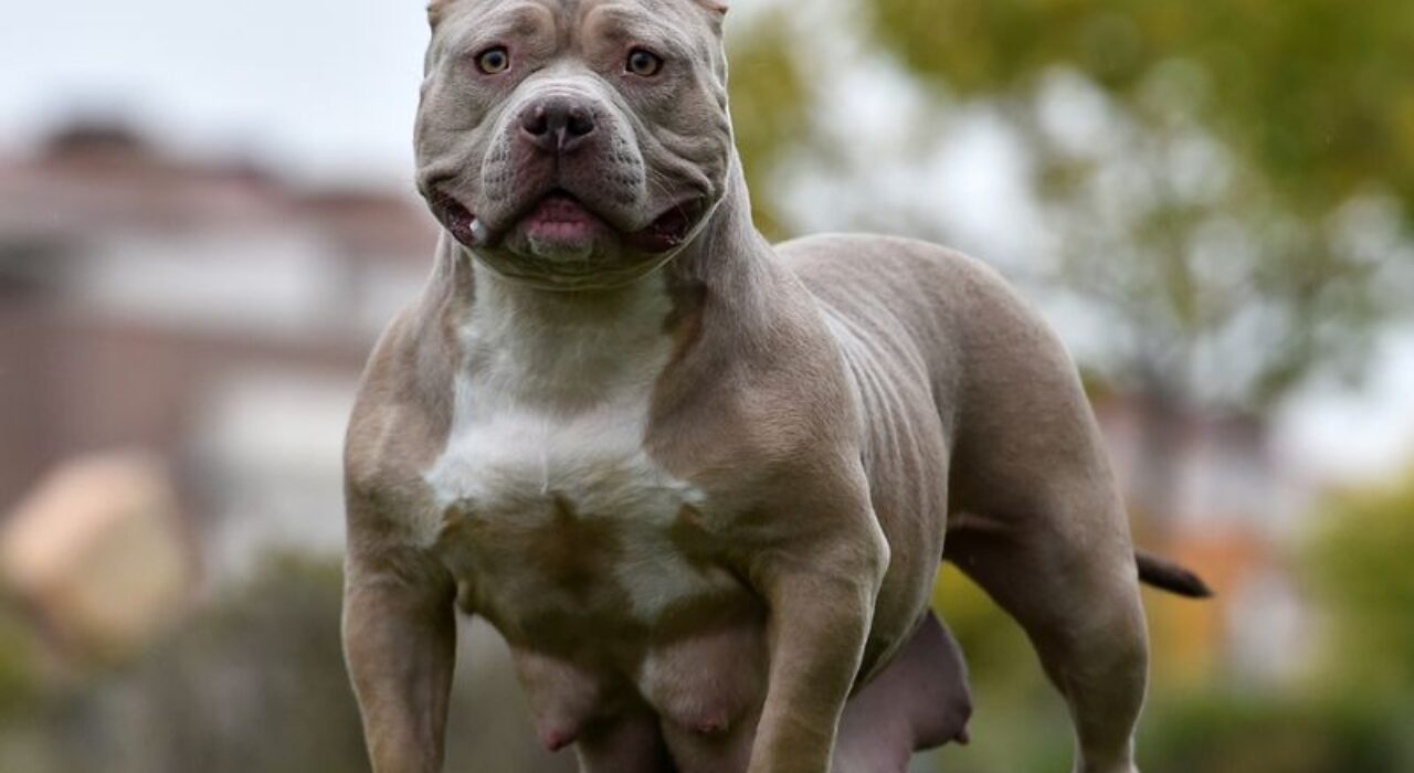 1 A XL Bully type dogs to be banned under new laws